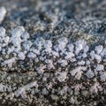 Crystal emphasizing the natural beauty and complexity of frost Royalty Free Stock Photo