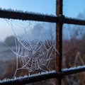 Delicate Frosted Cobweb on a Cold Winter Morning Royalty Free Stock Photo