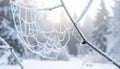 Delicate Frosted Cobweb on a Winter Branch Royalty Free Stock Photo