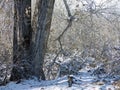 Winter trees and shrubs in western Colorado after a snow storm Royalty Free Stock Photo