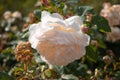 Delicate garden white cream rose on a summer day