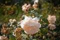 Delicate garden white cream rose on a summer day