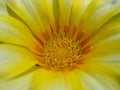 Delicate gazania flower Royalty Free Stock Photo