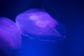 Delicate glowing moon jellyfish floating in vibrant blue waters Royalty Free Stock Photo