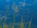 Delicate grass along river edge Royalty Free Stock Photo