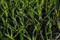 Tender grass stalks in backlit garden