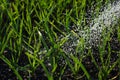 Delicate grass stalks in the garden, backlit under water drops