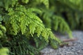 Delicate Green Fern Leaves Royalty Free Stock Photo