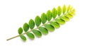 Delicate green leafy branch with compound leaves on white background Royalty Free Stock Photo