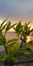 Green leaves of the plant against the sunset sea landscape. Gentle beautiful background Royalty Free Stock Photo