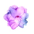 Delicate hand drawn watercolor flower in violet and pink tones. Alcohol ink art. Raster illustration.