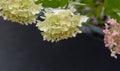 Delicate hydrangea flowers covered by first snow. Frozen flowers on bed in early winter. Copy space. Royalty Free Stock Photo