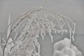 Delicate ice tracery Royalty Free Stock Photo