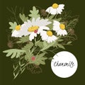 Delicate illustration chamomile flower