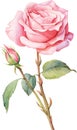 Elegant Pink Rose in Full Bloom Illustration, watercolour clipart. Royalty Free Stock Photo