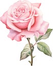 Elegant Pink Rose in Full Bloom Illustration, watercolour clipart. Royalty Free Stock Photo