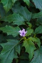 Delicate indian datura flowers. India`s natural beauty