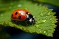 Delicate Intricacy Macro photo showcases a ladybug on green foliage