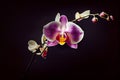 A delicate and intricate illustration of a beautiful orchid flower, with its slender stem, delicate petals, and vibrant