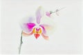 A delicate and intricate illustration of a beautiful orchid flower, with its slender stem, delicate petals, and vibrant