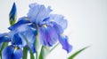 Delicate iris flowers with a soft-focus background Royalty Free Stock Photo