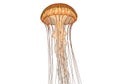 Delicate jellyfish with orange bell and translucent tentacles floating serenely Royalty Free Stock Photo