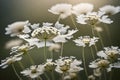 The delicate, lace-like details of a Queen Anne\'s lace flower, resembling a work of art in white