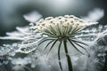 The delicate, lace-like details of a Queen Anne\'s lace flower, resembling a work of art in white