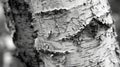 The delicate almost lacelike pattern of a birch tree trunk captured in black and white. Black and white art. Royalty Free Stock Photo