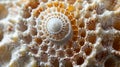 The delicate lacelike patterns on a seashell found in a collection on display in the lab Royalty Free Stock Photo