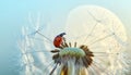 Delicate Ladybug on a Dandelion Seed Head Royalty Free Stock Photo