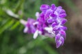 Close-up of Mexican bush sage with green background