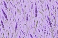 Delicate Lavender flower pattern background. Generative AI