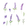 Delicate lavender flowers set watercolor illustration romantic symbol of summer holidays in French Provence elements for making