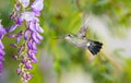 Delicate lavender petals of purple wisteria blooms with hummingbird