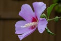 Rose of Sharon Flower with Morning Dew Royalty Free Stock Photo