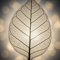 Delicate leaf skeleton captured against a Royalty Free Stock Photo