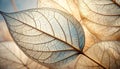 Delicate Leaf Skeleton Veins Macro Texture with Soft Light and Beige Tones for Organic Design Royalty Free Stock Photo