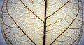 Delicate Leaf Vein Structure - A Study in Botanical Artistry Royalty Free Stock Photo