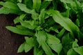 Delicate leaves of Chinese asparagus salad close-up.