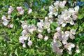 Delicate light apple-tree flowers