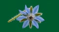 Delicate Light Blue Borage Flower Isolated on Green Background Royalty Free Stock Photo