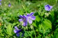Delicate light blue flowers of Geranium pratense wild plant, commonly known as meadow crane\'s-bill or meadow geranium Royalty Free Stock Photo