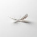 A delicate, light gray bird feather rests gently on a white surface. Its barbs are soft an Royalty Free Stock Photo