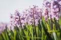 Delicate light pink Hyacinth or Hyacinthus flowers in full bloom Royalty Free Stock Photo