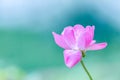 Delicate light pink rose against a light green bokeh out of focus background