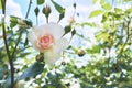 Delicate light pink rose flower miniature floribunda Patio with unblown buds