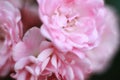 Delicate light pink rose flower petals, garden close up, macro photography. Royalty Free Stock Photo