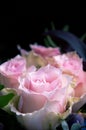 Delicate light-pink roses closeup on a black background Royalty Free Stock Photo