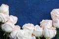 Delicate light pink roses dark blue stucco background close up, beautiful white flowers bouquet, birthday greeting card, valentine Royalty Free Stock Photo